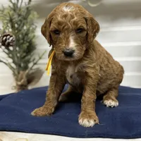 Yellow Collar, a male Goldendoodle for sale in Macon, GA – Photo 5 of 6