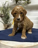 Yellow Collar, a male Goldendoodle for sale in Macon, GA – Photo 5 of 6