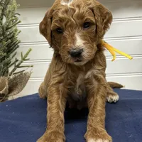 Yellow Collar, a male Goldendoodle for sale in Macon, GA – Photo 1 of 6