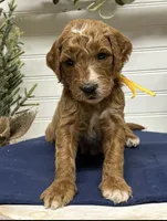 Yellow Collar, a male Goldendoodle for sale in Macon, GA – Photo 1 of 6