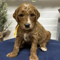 Yellow Collar, a male Goldendoodle for sale in Macon, GA – Photo 6 of 6