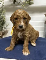 Yellow Collar, a male Goldendoodle for sale in Macon, GA – Photo 6 of 6