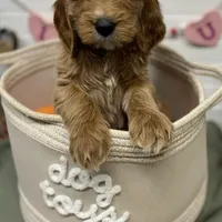 Brown Collar, a male Goldendoodle for sale in Macon, GA – Photo 2 of 5
