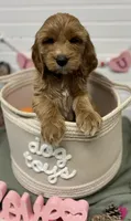 Brown Collar, a male Goldendoodle for sale in Macon, GA – Photo 2 of 5
