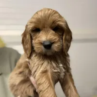 Brown Collar, a male Goldendoodle for sale in Macon, GA – Photo 1 of 5