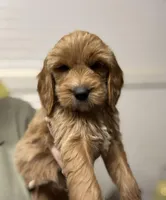 Brown Collar, a male Goldendoodle for sale in Macon, GA – Photo 1 of 5