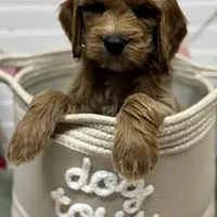 Brown Collar, a male Goldendoodle for sale in Macon, GA – Photo 4 of 5