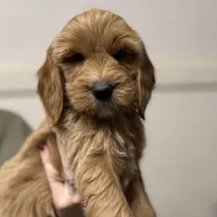 Brown Collar, a male Goldendoodle for sale in Macon, GA – Photo 3 of 5