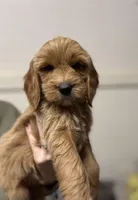 Brown Collar, a male Goldendoodle for sale in Macon, GA – Photo 3 of 5