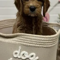 Brown Collar, a male Goldendoodle for sale in Macon, GA – Photo 5 of 5