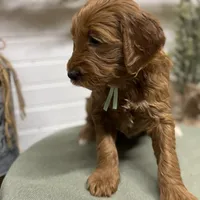 Teal Collar, a female Goldendoodle for sale in Macon, GA – Photo 2 of 6