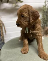 Teal Collar, a female Goldendoodle for sale in Macon, GA – Photo 2 of 6