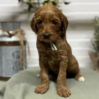 Teal Collar, a female Goldendoodle for sale in Macon, GA – Photo 3 of 6