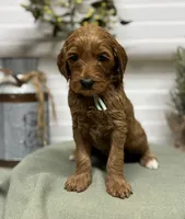 Teal Collar, a female Goldendoodle for sale in Macon, GA – Photo 3 of 6