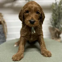 Teal Collar, a female Goldendoodle for sale in Macon, GA – Photo 6 of 6