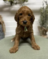 Teal Collar, a female Goldendoodle for sale in Macon, GA – Photo 6 of 6