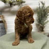 Teal Collar, a female Goldendoodle for sale in Macon, GA – Photo 4 of 6
