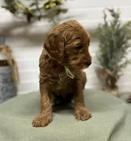 Teal Collar, a female Goldendoodle for sale in Macon, GA – Photo 4 of 6