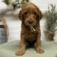 Teal Collar, a female Goldendoodle for sale in Macon, GA – Photo 1 of 6