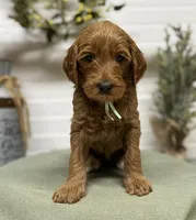 Teal Collar, a female Goldendoodle for sale in Macon, GA – Photo 1 of 6