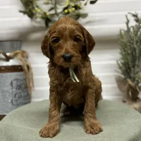 Teal Collar, a female Goldendoodle for sale in Macon, GA – Photo 5 of 6