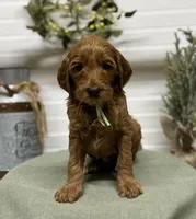 Teal Collar, a female Goldendoodle for sale in Macon, GA – Photo 5 of 6