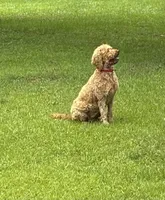 June , a male Goldendoodle for sale in Macon, GA – 2 of 3