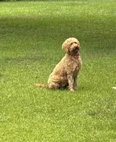 June , a male Goldendoodle for sale in Macon, GA – 3 of 3