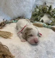 Dark Pink Collar, a female Goldendoodle for sale in Macon, GA – Photo 3 of 3