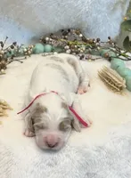 Dark Pink Collar, a female Goldendoodle for sale in Macon, GA – Photo 1 of 3