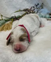 Dark Pink Collar, a female Goldendoodle for sale in Macon, GA – Photo 2 of 3