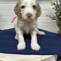 Red Collar, a male Goldendoodle for sale in Macon, GA – Photo 2 of 4