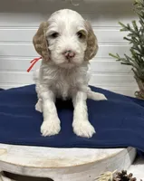 Red Collar, a male Goldendoodle for sale in Macon, GA – Photo 2 of 4