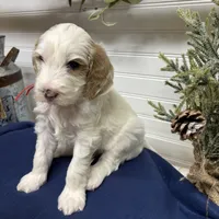 Red Collar, a male Goldendoodle for sale in Macon, GA – Photo 3 of 4