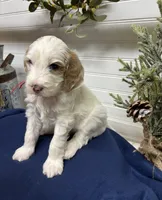 Red Collar, a male Goldendoodle for sale in Macon, GA – Photo 3 of 4
