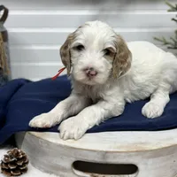Red Collar, a male Goldendoodle for sale in Macon, GA – Photo 4 of 4