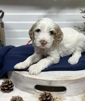 Red Collar, a male Goldendoodle for sale in Macon, GA – Photo 4 of 4