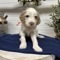 Red Collar, a male Goldendoodle for sale in Macon, GA – Photo 1 of 4