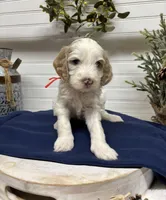 Red Collar, a male Goldendoodle for sale in Macon, GA – Photo 1 of 4
