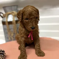 Dark pink Collar, a female Goldendoodle for sale in Macon, GA – Photo 2 of 6