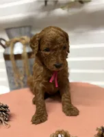 Dark pink Collar, a female Goldendoodle for sale in Macon, GA – Photo 2 of 6