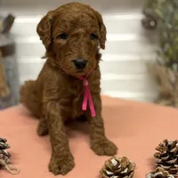 Dark pink Collar, a female Goldendoodle for sale in Macon, GA – Photo 1 of 6