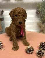 Dark pink Collar, a female Goldendoodle for sale in Macon, GA – Photo 1 of 6