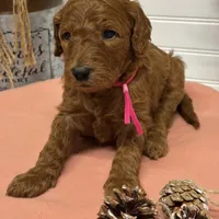 Dark pink Collar, a female Goldendoodle for sale in Macon, GA – Photo 5 of 6