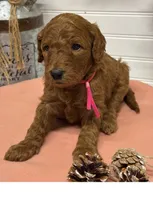 Dark pink Collar, a female Goldendoodle for sale in Macon, GA – Photo 5 of 6