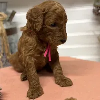 Dark pink Collar, a female Goldendoodle for sale in Macon, GA – Photo 3 of 6
