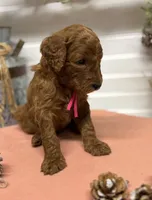 Dark pink Collar, a female Goldendoodle for sale in Macon, GA – Photo 3 of 6