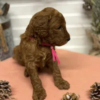 Dark pink Collar, a female Goldendoodle for sale in Macon, GA – Photo 6 of 6