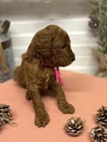 Dark pink Collar, a female Goldendoodle for sale in Macon, GA – Photo 6 of 6