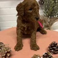 Dark pink Collar, a female Goldendoodle for sale in Macon, GA – Photo 4 of 6